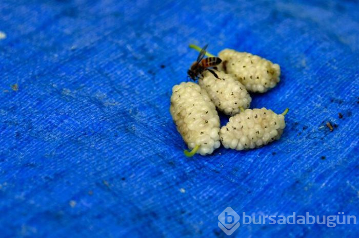 Gümüşhane'de 2 aylık pestil mesaisi başladı kara kazanlar dut pestili için yandı
