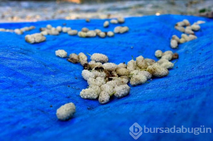 Gümüşhane'de 2 aylık pestil mesaisi başladı kara kazanlar dut pestili için yandı
