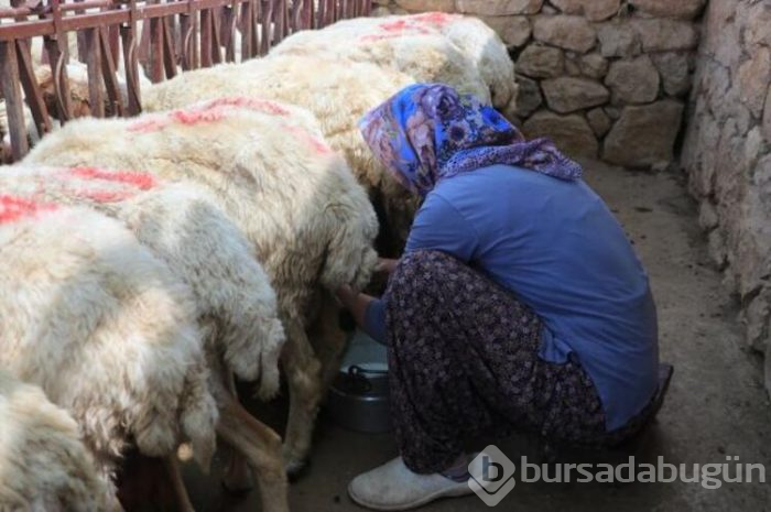 "Yerli Rokfor" mağaraya inmeye başladı
