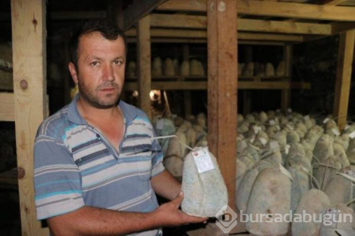 "Yerli Rokfor" mağaraya inmeye başladı
