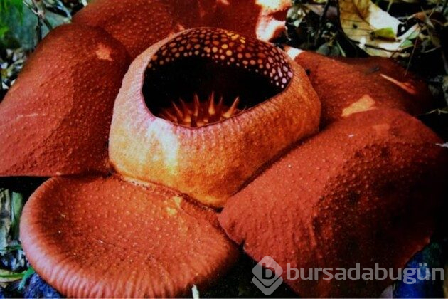 Gezilesi Yerler Kulübü: Khao Lak
