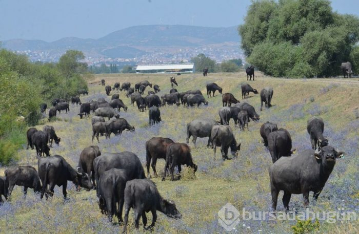 Burası Güney Afrika değil Balıkesir ovası