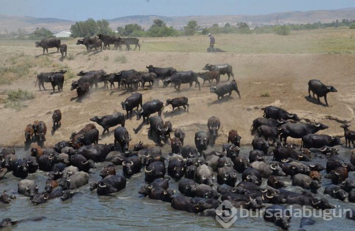 Burası Güney Afrika değil Balıkesir ovası