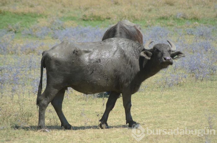 Burası Güney Afrika değil Balıkesir ovası