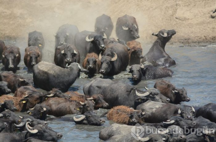 Burası Güney Afrika değil Balıkesir ovası