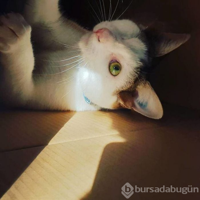 4 kulaklı ve tek gözlü kedi ülkede gündem oldu Foto Galerisi