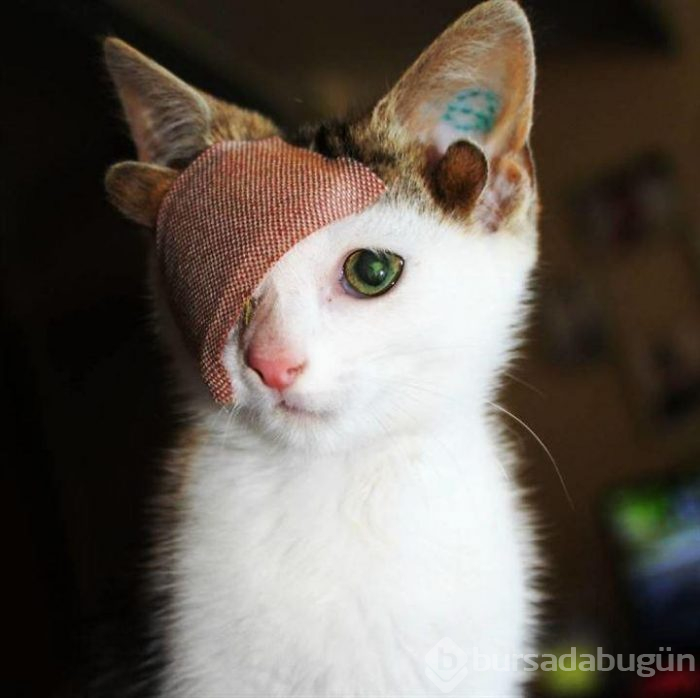 4 kulaklı ve tek gözlü kedi ülkede gündem oldu
