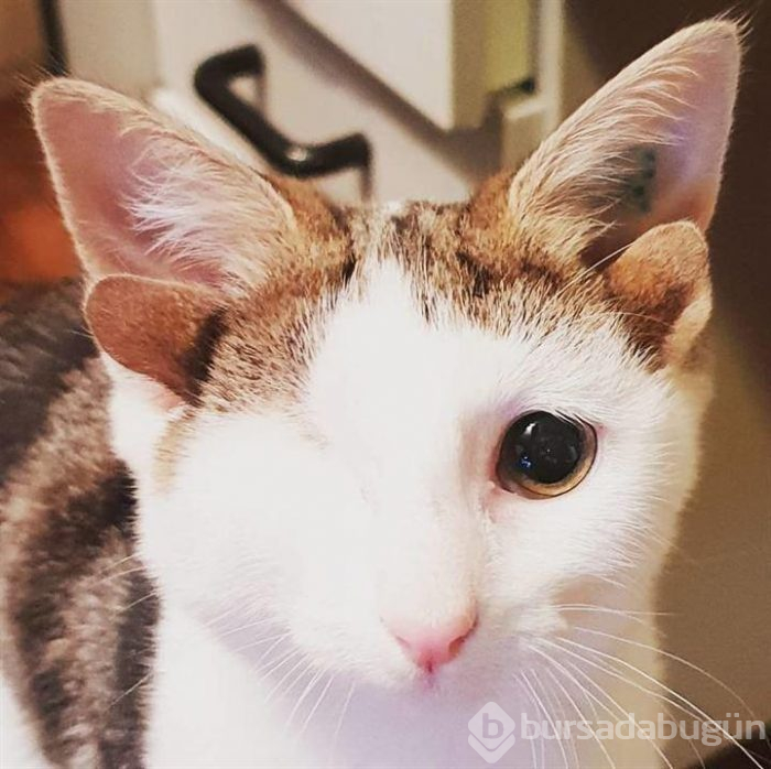 4 kulaklı ve tek gözlü kedi ülkede gündem oldu
