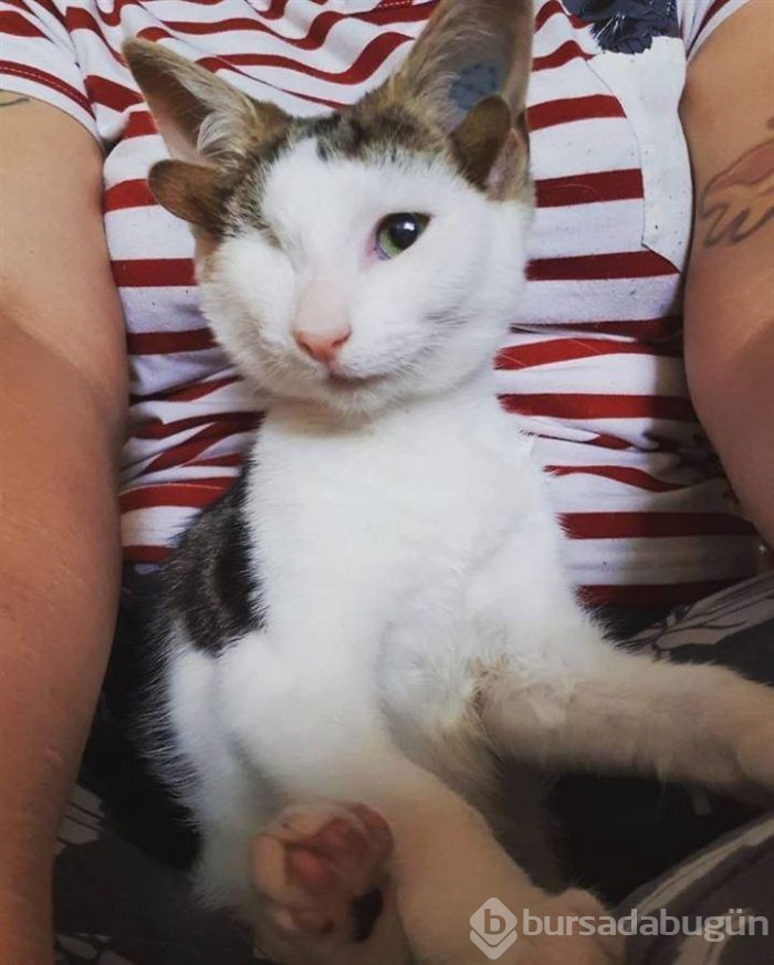 4 kulaklı ve tek gözlü kedi ülkede gündem oldu
