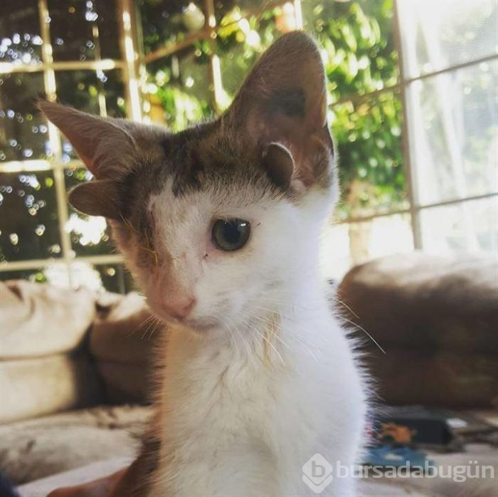 4 kulaklı ve tek gözlü kedi ülkede gündem oldu
