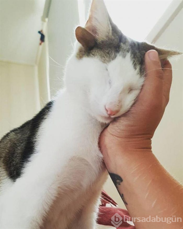 4 kulaklı ve tek gözlü kedi ülkede gündem oldu
