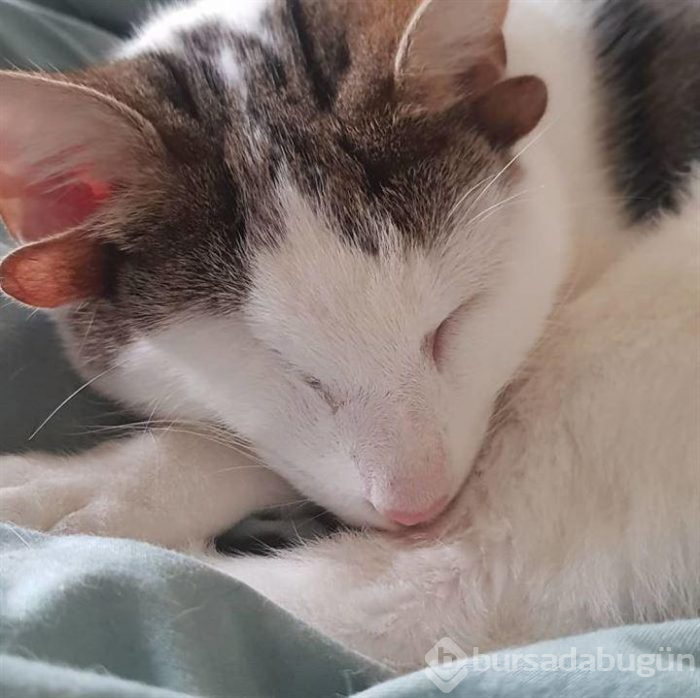 4 kulaklı ve tek gözlü kedi ülkede gündem oldu

