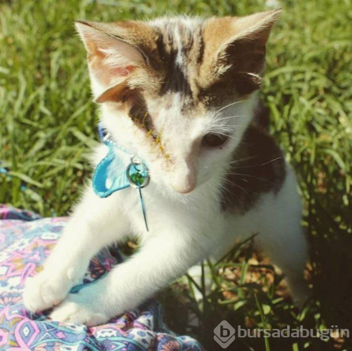 4 kulaklı ve tek gözlü kedi ülkede gündem oldu
