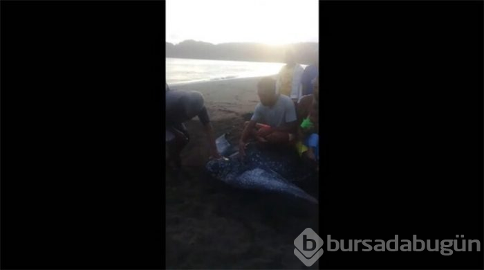 Mide bulandıran görüntüler!
