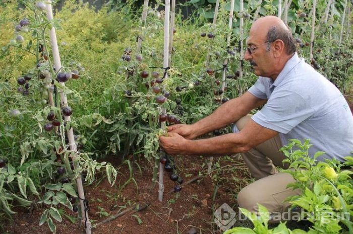 O şehirde bir ilk... Görenler çok şaşırıyor
