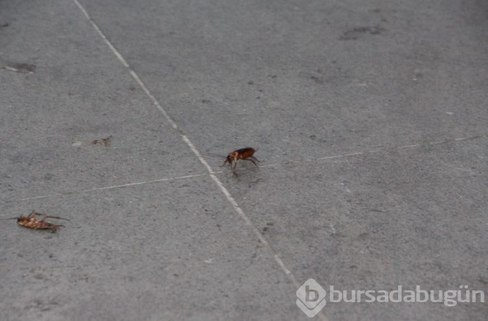 Trabzon'un en işlek caddesini böcek sardı