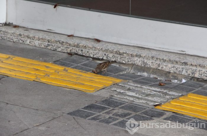 Trabzon'un en işlek caddesini böcek sardı