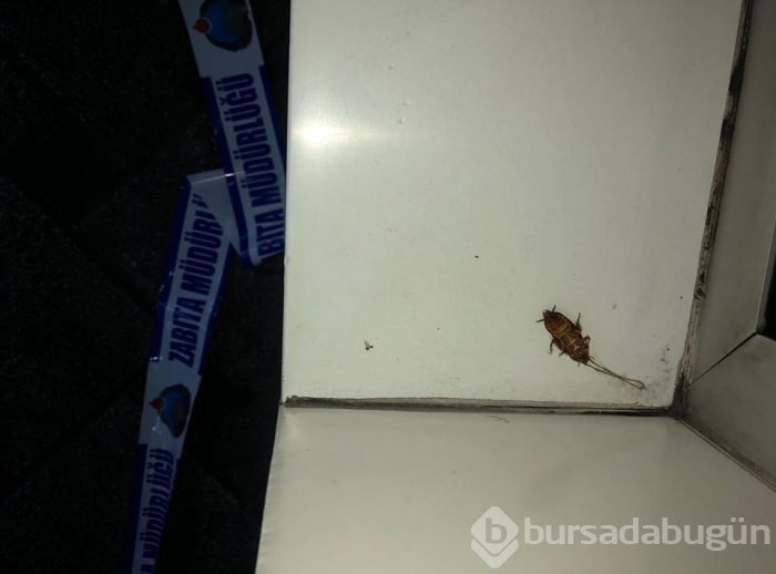 Trabzon'un en işlek caddesini böcek sardı