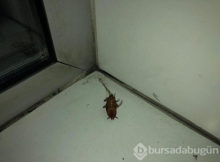 Trabzon'un en işlek caddesini böcek sardı