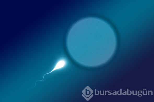 Sperm kalitesini artıran yiyecekler