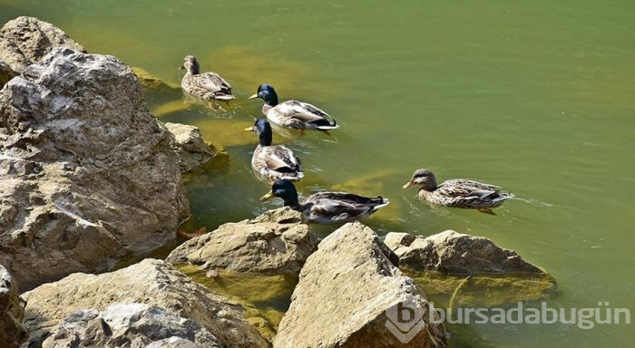 İstanbul'un müze parkı Atatürk Arboretumu
