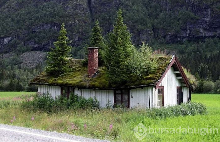 Doğanın medeniyete karşı kazandığı savaşı gösteren 15 fotoğraf