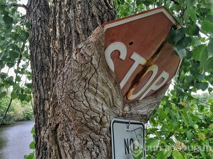 Doğanın medeniyete karşı kazandığı savaşı gösteren 15 fotoğraf