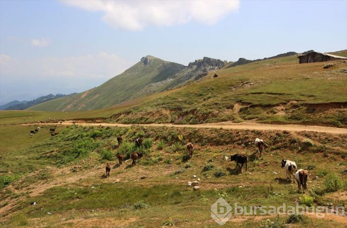 Macahel'in yaylalarına eşsiz yolculuk (Türkiye'nin ilk ve tek biyosfer rezerv alanı)