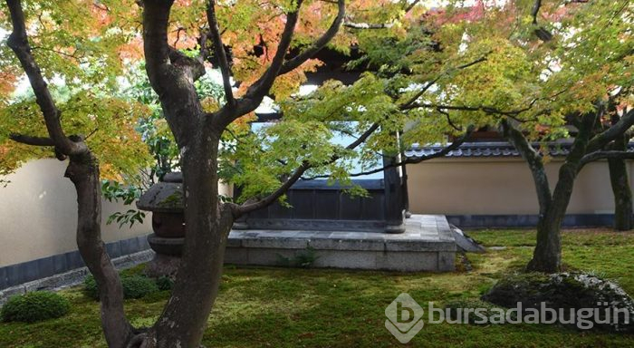 Japonya'da çay törenleriyle ünlü 800 yıllık tapınak