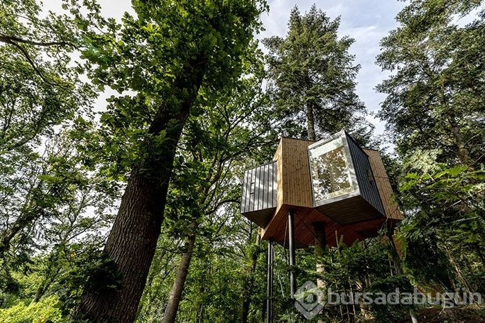 Ormanın içinde sıradışı bir otel