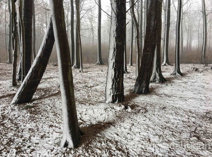 2019 iPhone Fotoğraf Yarışması'nın kazananları