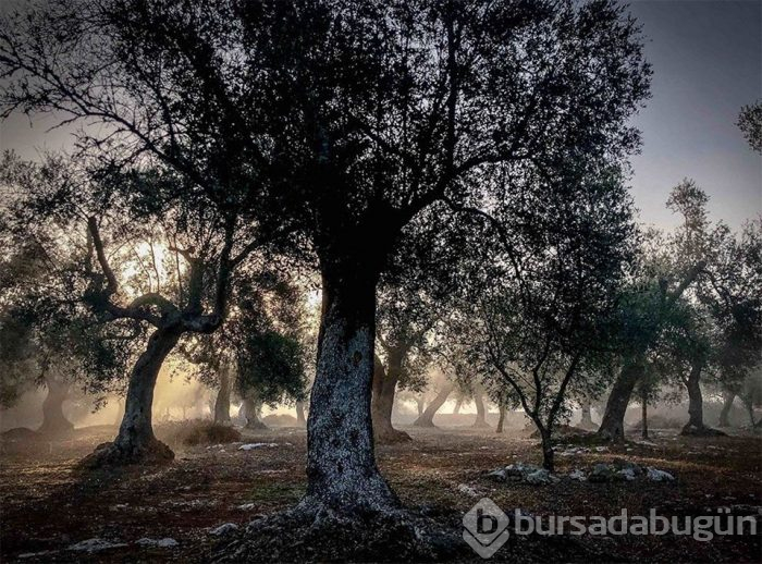 2019 iPhone Fotoğraf Yarışması'nın kazananları