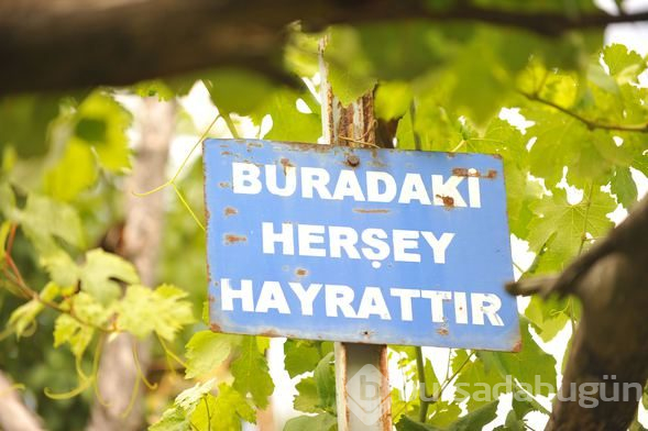 Yoldan gelip geçenler sebze- meyve yesin diye 'Hayrat Bahçesi' yaptı