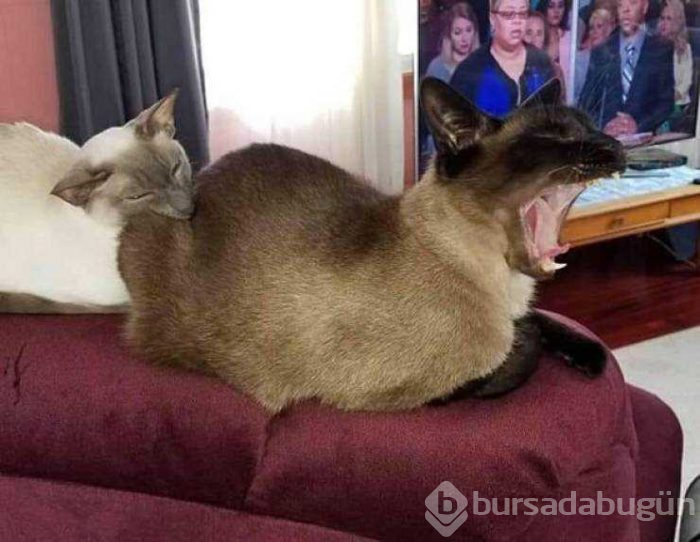 Günün en çok paylaşılan fotoğrafları (31.07.2019)