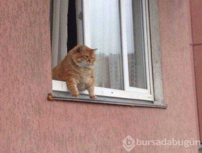 İnsanlar gibi davranan hayvanlar...