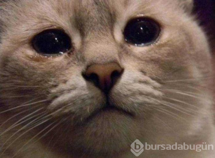 İnsanlar gibi davranan hayvanlar...