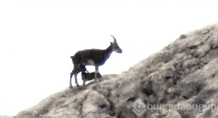 Karadeniz'de hayvanların doğal yaşamı
