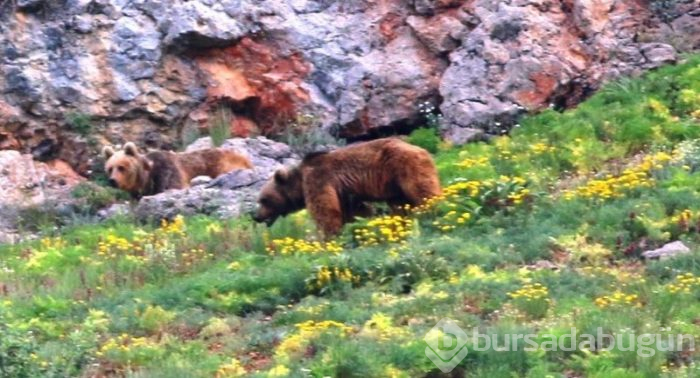 Karadeniz'de hayvanların doğal yaşamı
