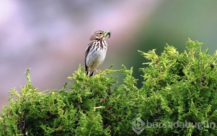 Karadeniz'de hayvanların doğal yaşamı
