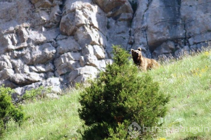 Karadeniz'de hayvanların doğal yaşamı

