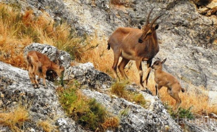 Karadeniz'de hayvanların doğal yaşamı

