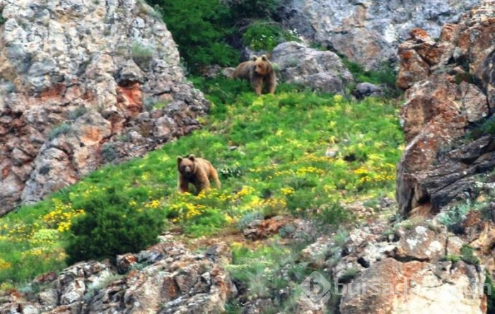 Karadeniz'de hayvanların doğal yaşamı

