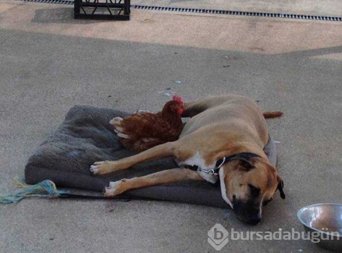 İnsanlara dostluğu öğreten hayvanlar...