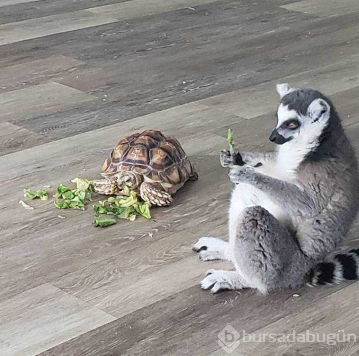 İnsanlara dostluğu öğreten hayvanlar...