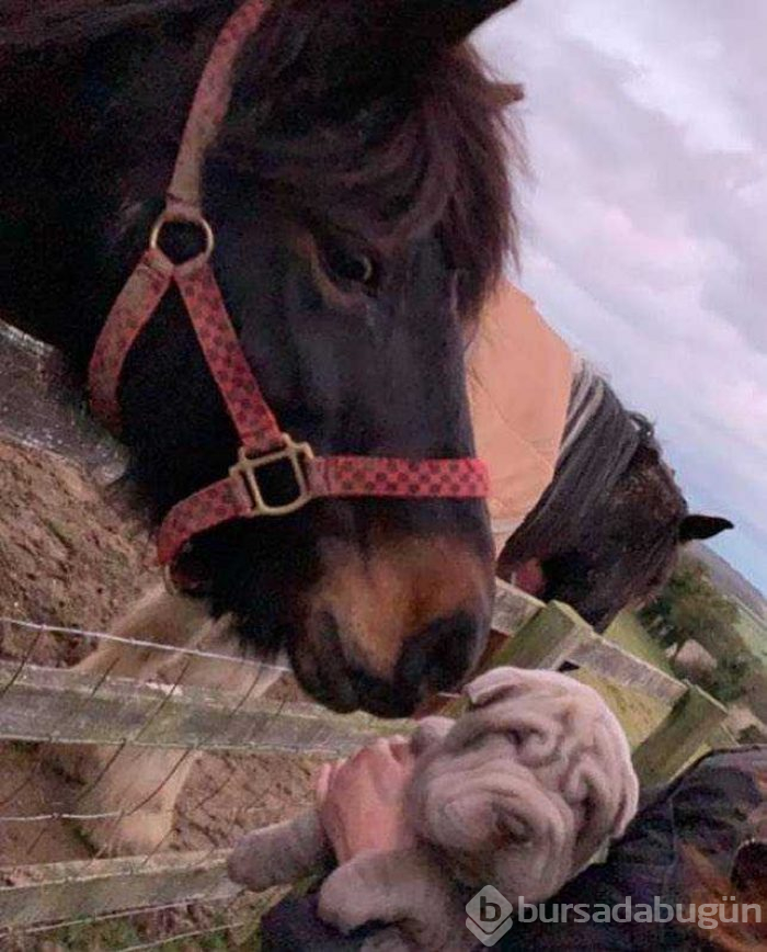 İnsanlara dostluğu öğreten hayvanlar...