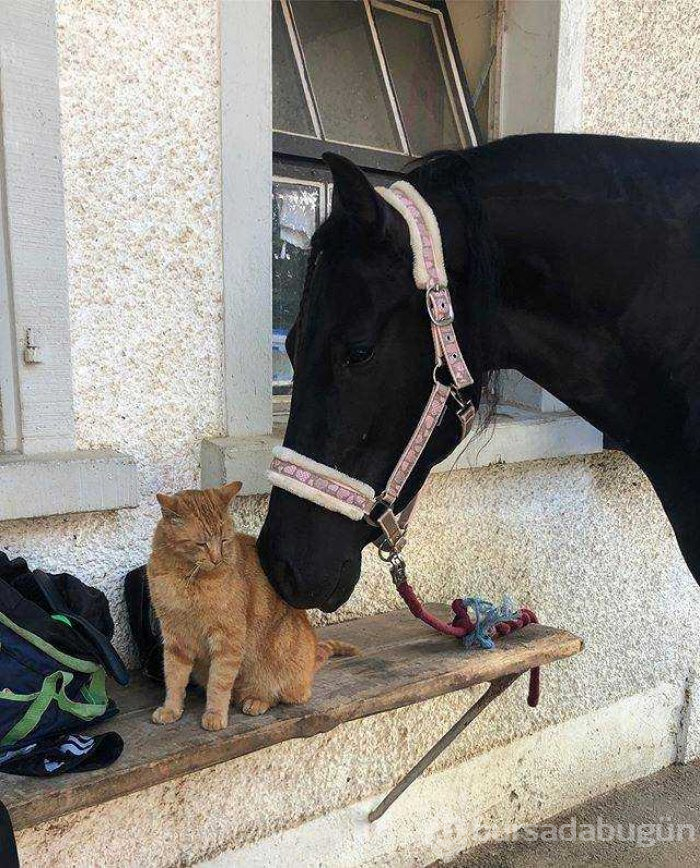 İnsanlara dostluğu öğreten hayvanlar...