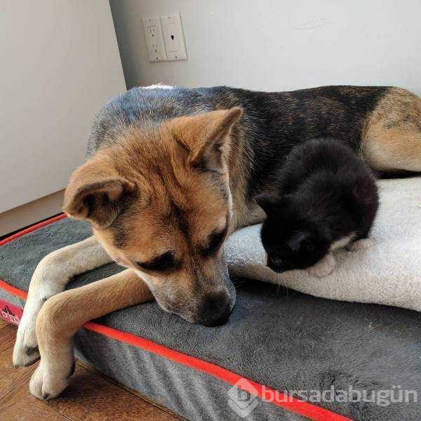 İnsanlara dostluğu öğreten hayvanlar...