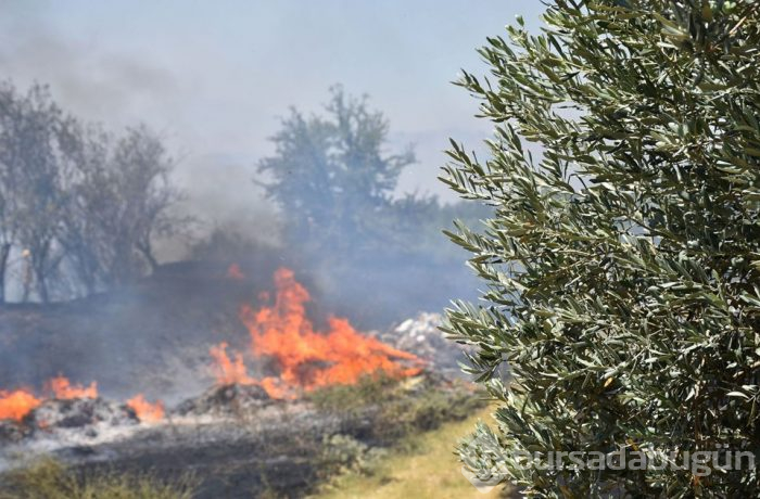 Manisa'da yaklaşık 300 zeytin ağacı yandı