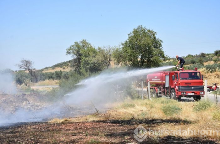 Manisa'da yaklaşık 300 zeytin ağacı yandı