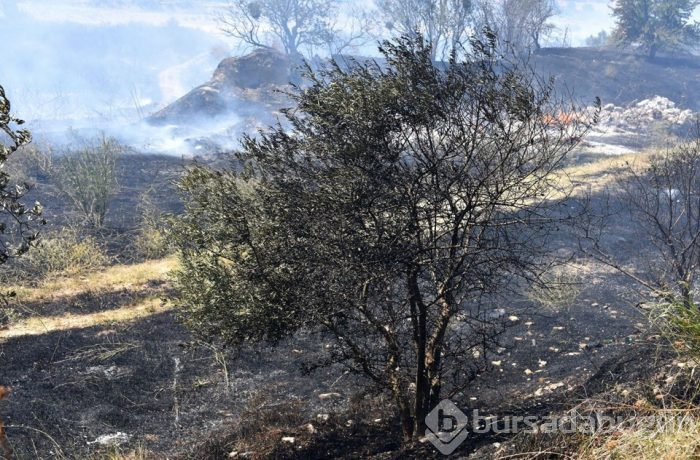 Manisa'da yaklaşık 300 zeytin ağacı yandı